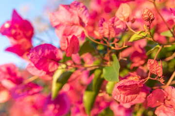 Close-up of the pink flowers of the Mediterranean plant Bougainvillea