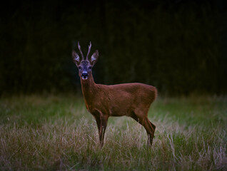 Male deer at a meadow observe his surroundings