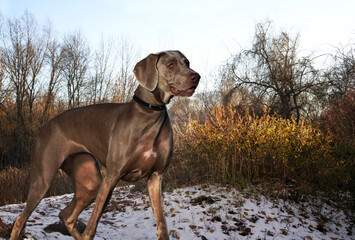 a beautiful strong dog of Weimaraner breed stands against the background of a late autumn landscape