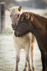 Fototapeta premium Islandfohlen
