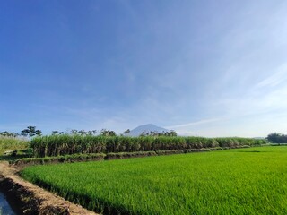 paddy field