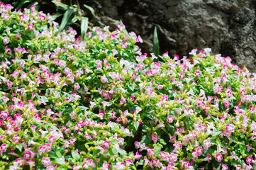 gardening by growing colorful and colorful flowers.