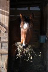 Beautiful brown horse eating hay in wooden stable, looking out, winter fur