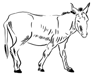 Donkey sketch monochrome vector graphics. illustration isolated on white background
