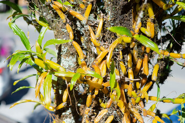 Wild orchids in nature that grow on big trees.