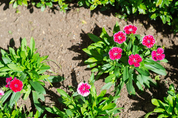 
Flowers in nature are beautiful bright pink.