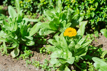 Yellow flower and leaves are fresh green.