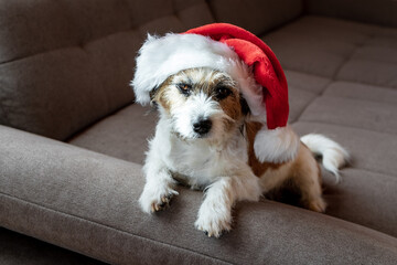 Kleiner Terrier Hund mit einer roten Weihnachtsmütze auf dem Kopf liegt auf einer beigen Couch....