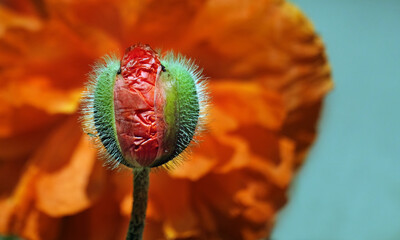 Obraz premium Poppy bud