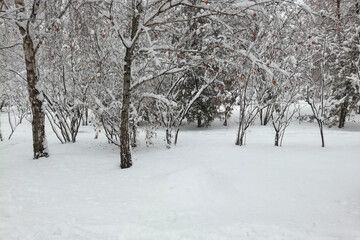 Beautiful trees covered with snow and snow in foreground. Image with place for text