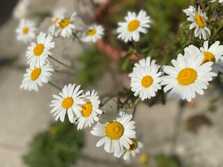 Daisies