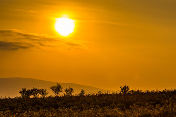 shining sun and yellow sky with shrubs and mountains in the background