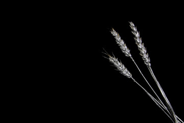 three silver pieces of wheat isolated on black background flat lay