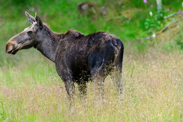 Cow moose in northern Norway