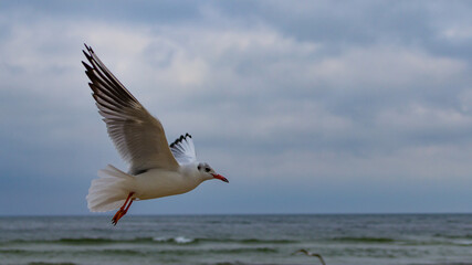 Fototapeta na wymiar Seagulls on the beach of the Baltic Sea