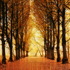 Autumn forest prepared to meet winter.