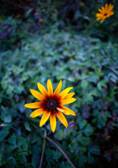 One very beautiful flower from the garden