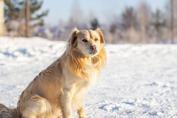 A beautiful dog sits in the snow in winter and watches