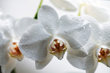 Branch of blooming white orchid on a light background.