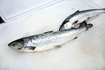 Freshly caught fishes on ice
