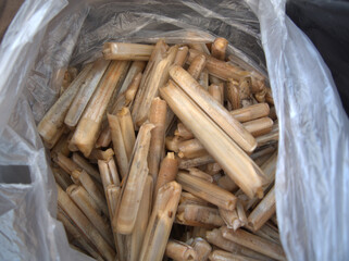 The longueirón is a species of bivalve mollusc from the Pharidae family. It is appreciated gastronomically and is used as fishing bait