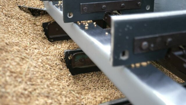 Wheat processing and moving on a modern metallic conveyor outdoors in autumn
