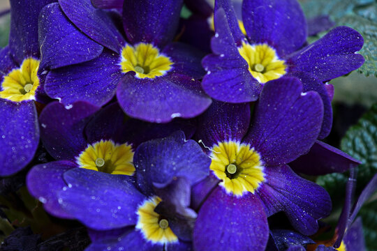 flores violetas y amarillas con enfoque selectivo
