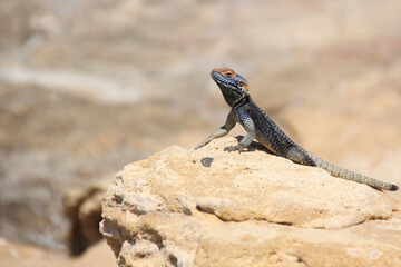 the lizard crawled out of its hiding place in the sand