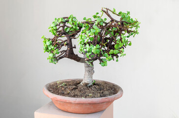 bonsai jade plant in a clay pot 