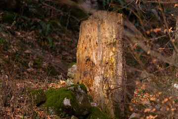 Baumstumpf - Tree stump