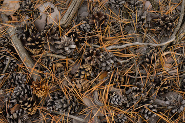 There are many fallen pine cones in the forest on the ground among the fallen needles. Fall. Close-up. View from above