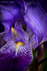 flor azul intenso con petalos grandes y firmes