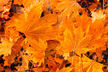 autumn leaves background