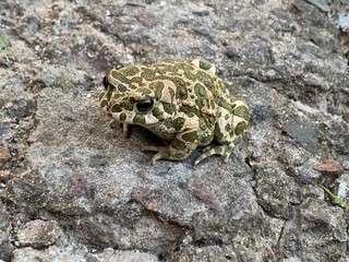 frog on the ground