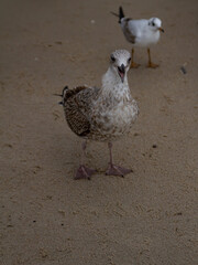 Seagulls on the beach of the Baltic Sea