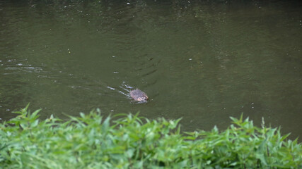 Nutria im Wasser