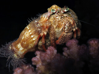 A Red Sea anemone hermit crab Dardanus tinctor at night