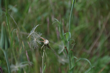 Pusteblume