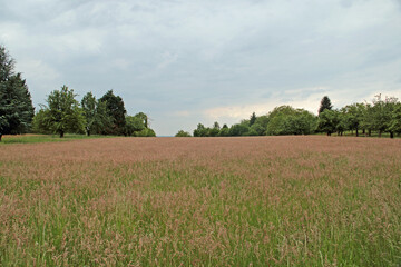 Fototapeta premium Sommerwiese