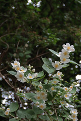 Philadelphus Hirsutus