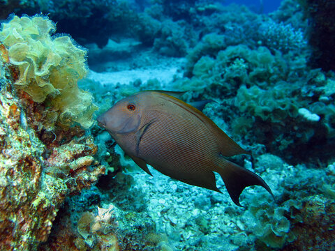 A Lined bristletooth Ctenochaetus striatus feeding on algae