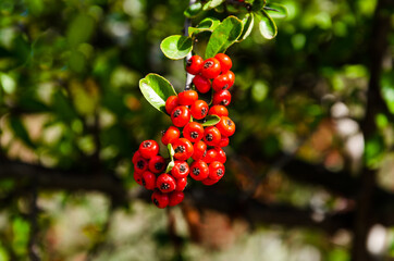 Plant of fire thorn (Pyracantha berries) in the garden. Fall season