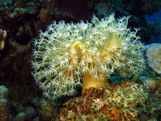 Close-up of a Sarcophyton sp. soft coral