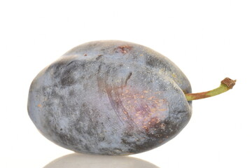 Several ripe organic Damson plums, close-up, isolated on white.