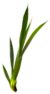 Bulbille d&rsquo;agave sur fond blanc 