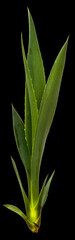 Fototapeta premium Plant d’agave sur fond noir 