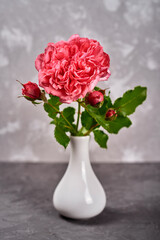 Pink rose in white vase on gray concrete table at home, copy space. Valentines day, mothers day, birthday
