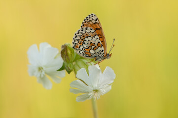 Beautiful butterfly Melitaea in the early morning in a clearing among forest flowers