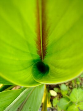 close up of leaf