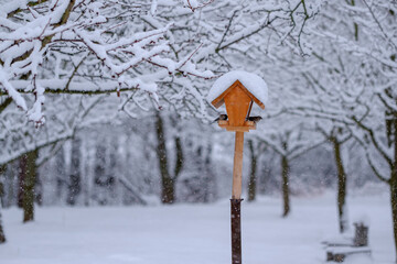 Birds (Titmouse) landing in the bird house, looking for food in a winter snowy day.